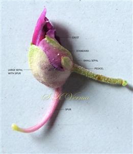  Flower-See Calyx